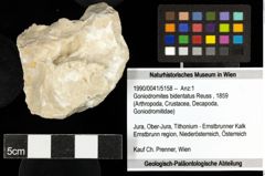 Foto (Objekt + Etiketten) von Goniodromites bidentatus (Reuss, 1859) 